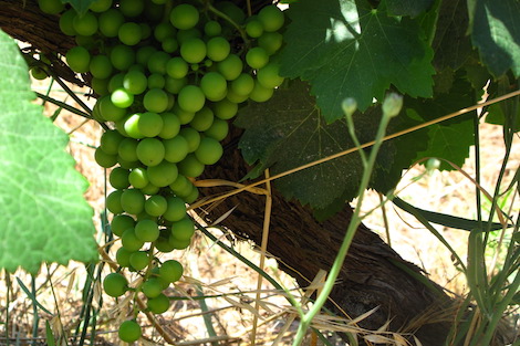 Quinta da Muradella: la artesanía del vino
