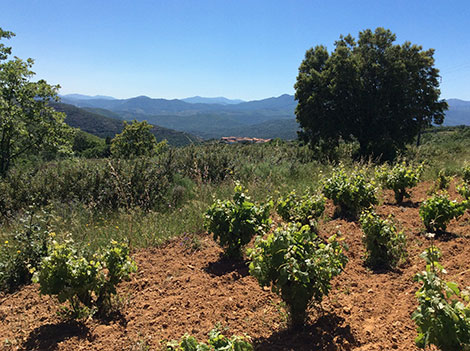 Rufete grapes put Sierra de Salamanca on the wine map