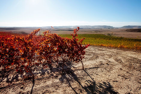 A practical glance at Spain's wine regions