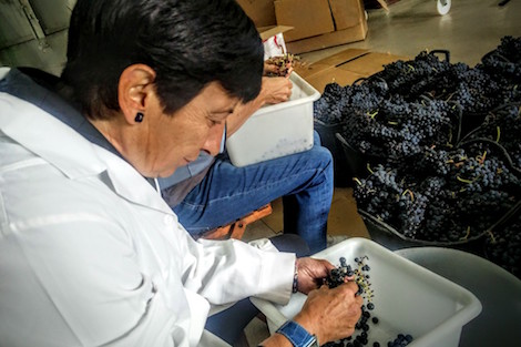 Destemming grapes with Abel Mendoza in Rioja