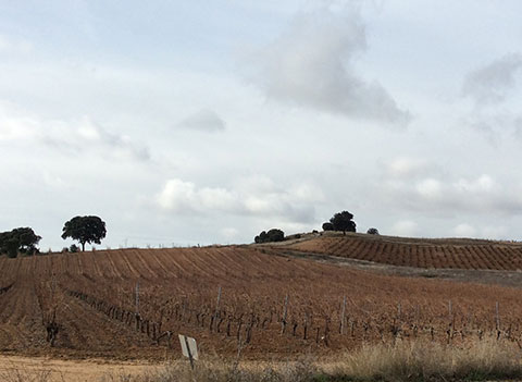 Hnos. Sastre, viticultores en La Horra