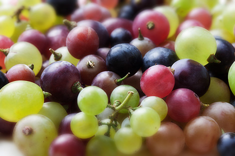 How many grapes are there in Spain?