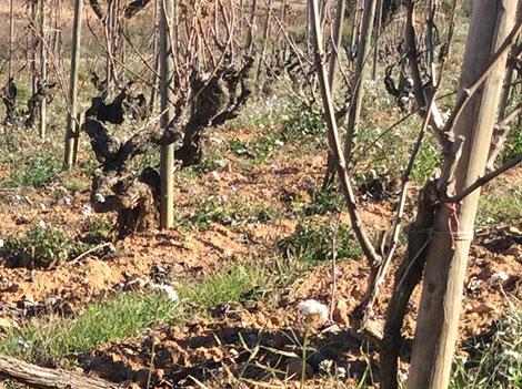 Cava finally linked to terroir with 12 new 'grand cru’ sites