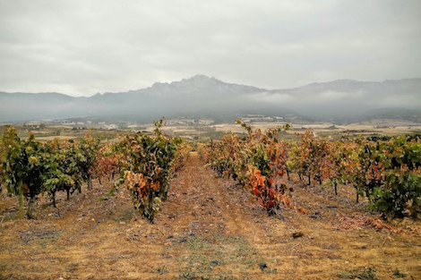 Village wines in Rioja will be based on the location of the winery