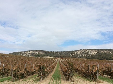 Exploring Ribera del Duero with maps and facts 