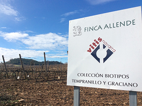 Finca Allende in Rioja rethinks its winegrowing strategy