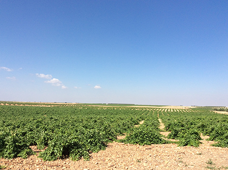Verum: new times and varieties in Castilla-La Mancha