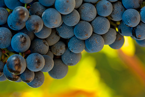 10 great-value reds to celebrate Grenache day
