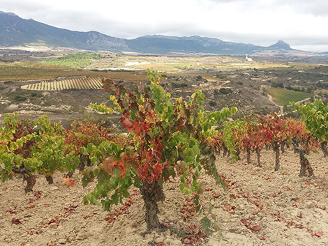 Introducing Rioja’s first Viñedos Singulares