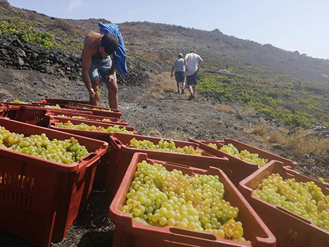 Harvest report (and II): Spain’s southern half, the Mediterranean and the islands