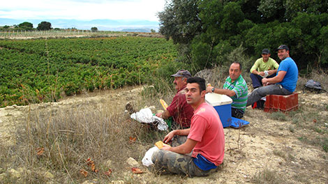 One day picking grapes in Rioja