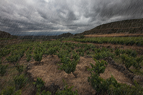 La cosecha 2014 en España, marcada por la lluvia