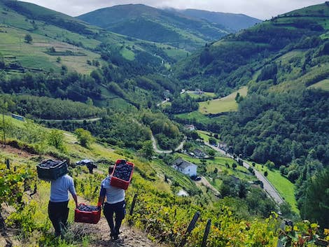 A new lease of life for the long-forgotten wines of Asturias 