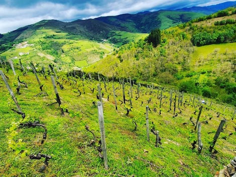 A new lease of life for the long-forgotten wines of Asturias 