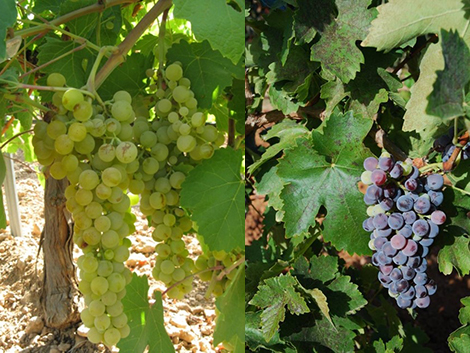 Una historia de la vid y las variedades de uva en España