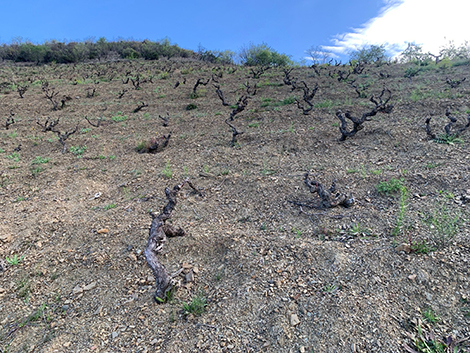 Mas Doix: reds from Priorat that age in style