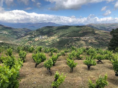 O Cabalín: Reviving abandoned vineyards in Valdeorras