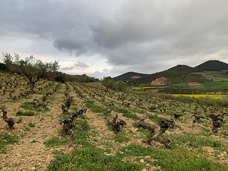 Navarra’s fate is inextricably linked to Garnacha