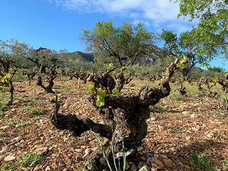 Navarra’s fate is inextricably linked to Garnacha