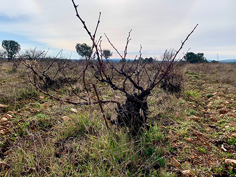 Fuentes del Silencio: a labour of love to recover forgotten vineyards in León