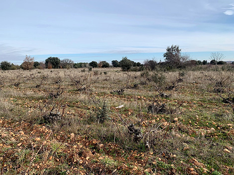 Fuentes del Silencio: a labour of love to recover forgotten vineyards in León