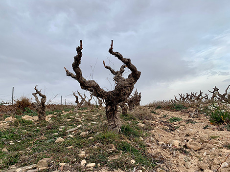 Vinos en Voz Baja explores the essence of Rioja Oriental