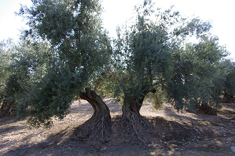 Spanish olive oil rivals with wine in its diversity