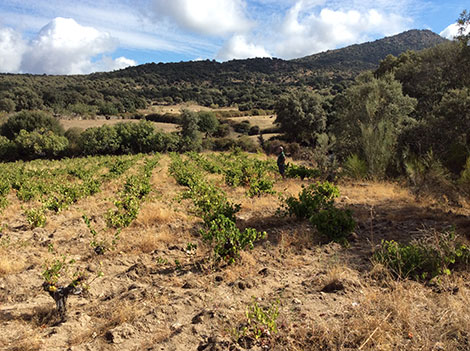 A Manifesto in favour of  Spain’s unique vineyards