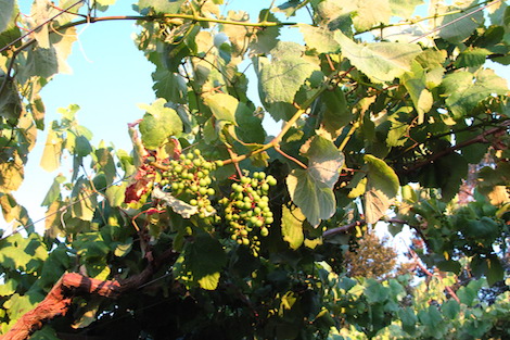 Albamar, la frescura y el nervio de la uva albariño 