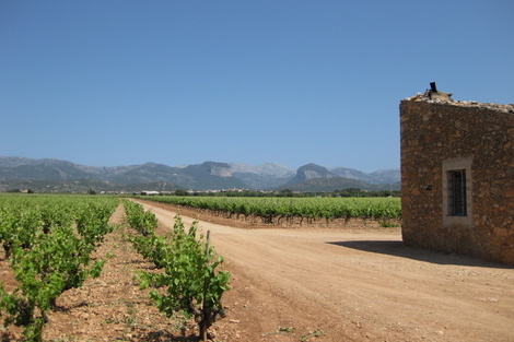 Top wines and tables in Mallorca