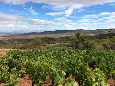 Javier Arizcuren recovers the wine heritage of Rioja Baja