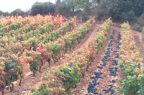 What to expect from the 2016 vintage in Spain