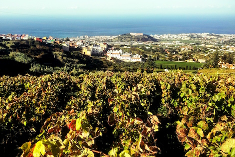 Tenerife wines fall under the spell of the volcano