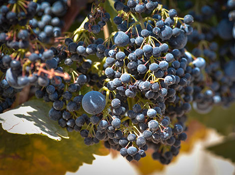 A better future for Spanish wines with pre-phylloxera grapes?