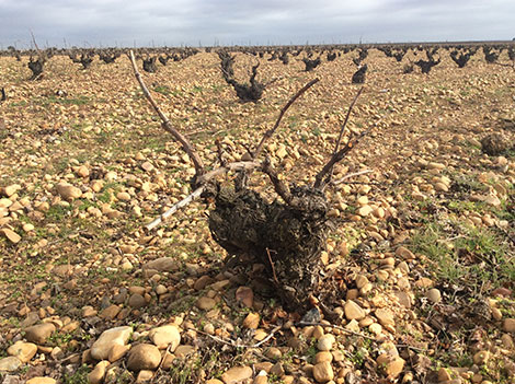 Riscal has its eye on Verdejo old vines in Segovia