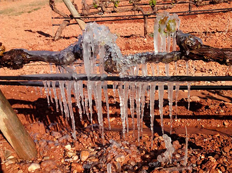 Severe frost will mark the 2017 vintage in northern Spain