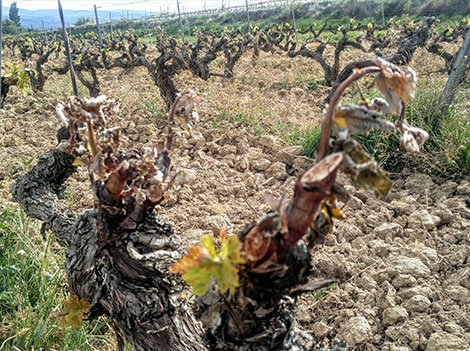 Severe frost will mark the 2017 vintage in northern Spain
