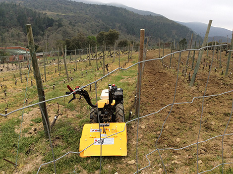 Rafael Palacios: “Me he hecho viticultor en Valdeorras”