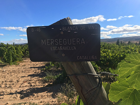Exploring the flavour of over 50 Spanish grape varieties