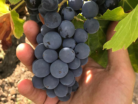 Eight stories to understand the 2018 harvest in Spain
