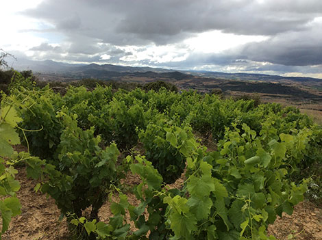 The highs and lows of grape varieties in Spain