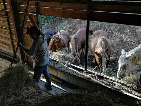 Caballos y otros animales que ayudan a los viticultores