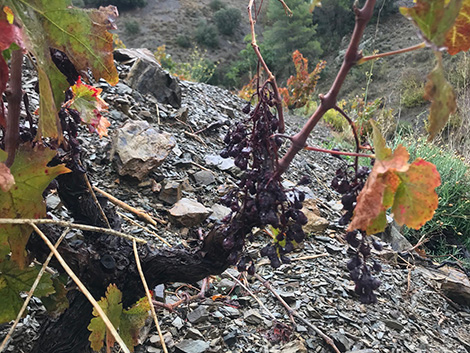 Harvest report (and II): Spain’s southern half, the Mediterranean and the islands