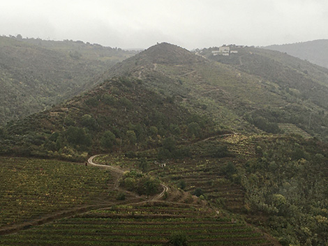 ¿Qué necesita Ribeira Sacra para convertirse en una gran zona vinícola? (I)