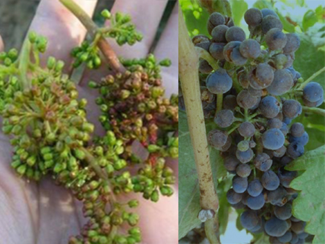 Could vine diseases change Spain’s varietal map?
