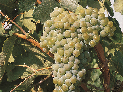 Villard blanc vīnogu augu kopšana