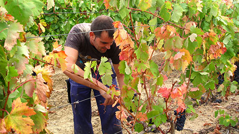 Un día recogiendo uvas en Rioja