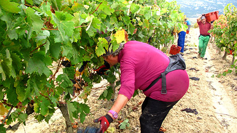 Un día recogiendo uvas en Rioja