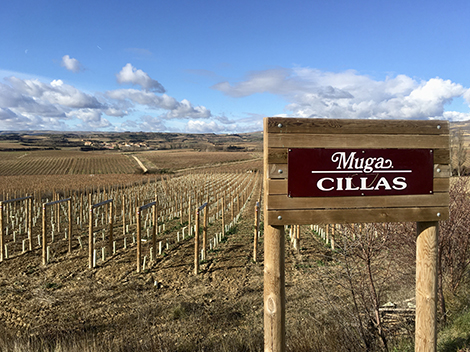 Exploring Muga’s vineyards in Rioja