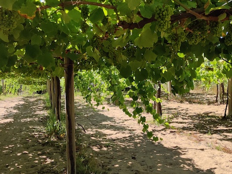 Fulcro: nuevos vinos que enriquecen la diversidad de Rías Baixas 